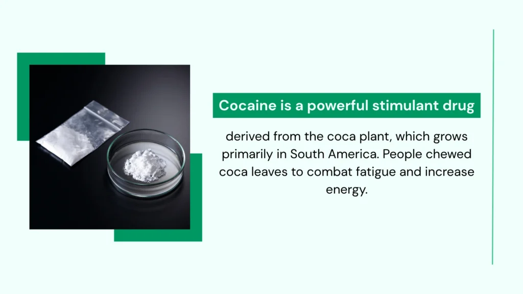 Cocaine is a Powerful Stimulant Drug