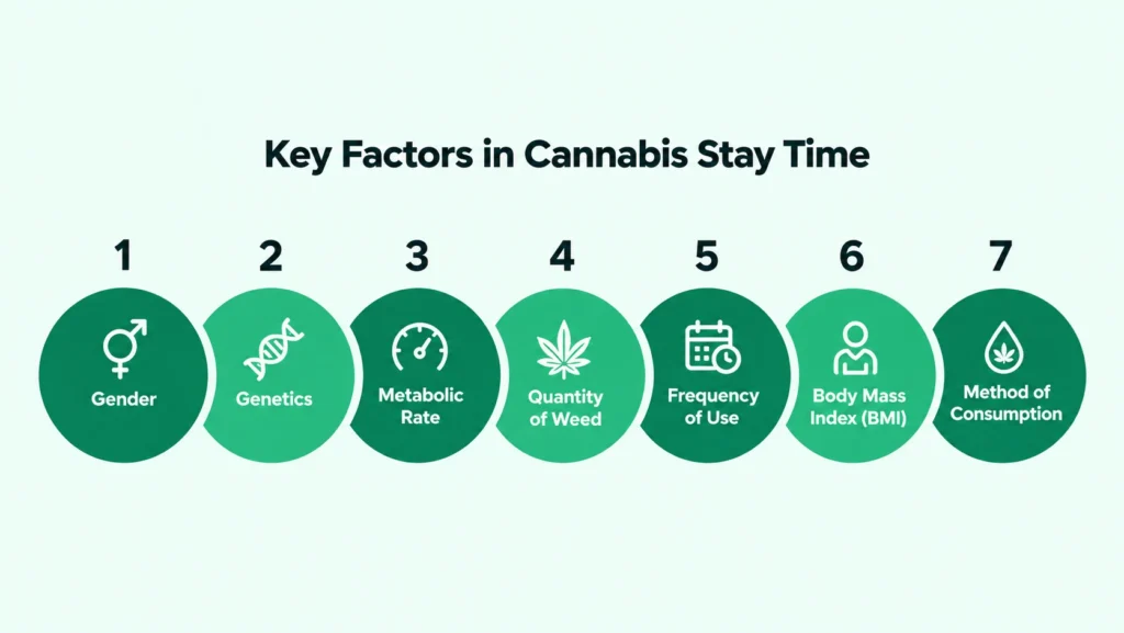 Key Factors in Cannabis Stay Time